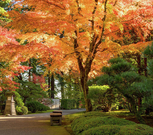 Garden Poster featuring the photograph Bench in Japanese Garden by Jean Noren