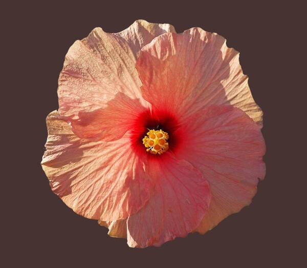 Hibiscus Flower Poster featuring the photograph Blooming Hot by Charles Stuart