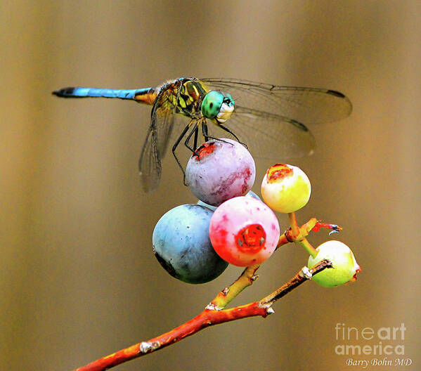 Dragonfly Poster featuring the photograph Blue dasher on blueberries by Barry Bohn