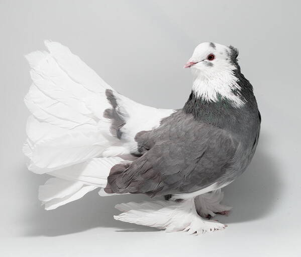 Pigeon Poster featuring the photograph Blue Indian fantail pigeon by Nathan Abbott