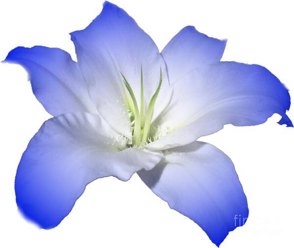 Blue Poster featuring the photograph Blue Lily Flower for Shirts by Delynn Addams
