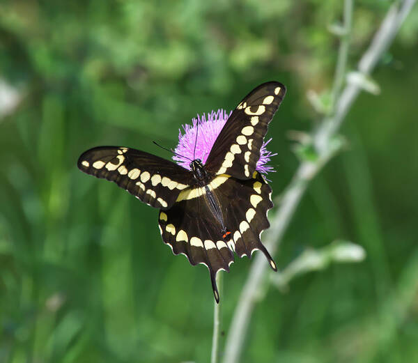 Butterfly Poster featuring the photograph Butterfly on Thistle by Ty Husak