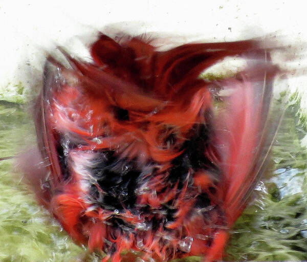 Cardinal Poster featuring the photograph Cardinal Splashing in Birdbath One by Linda Stern