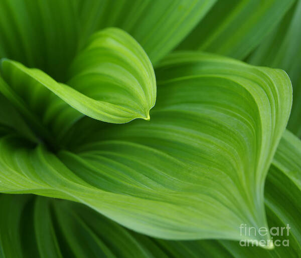 Focus Poster featuring the photograph Closeup Image Of Green Leaves Growing by Vladimirovic