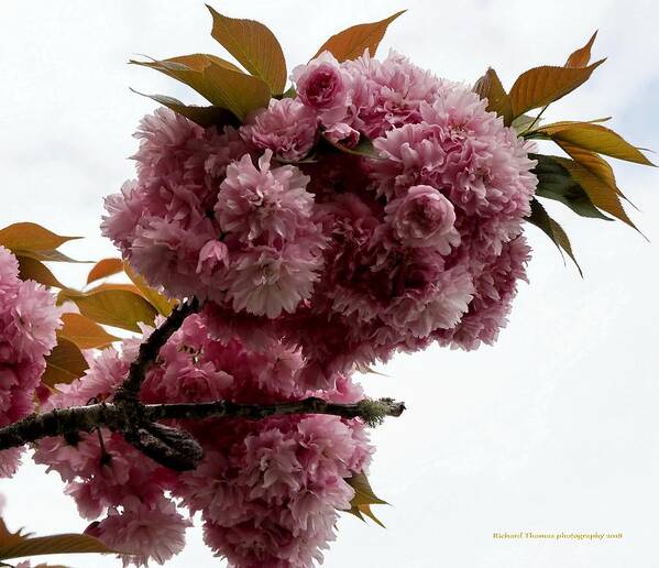 Botanical Poster featuring the photograph Pink Feeling by Richard Thomas