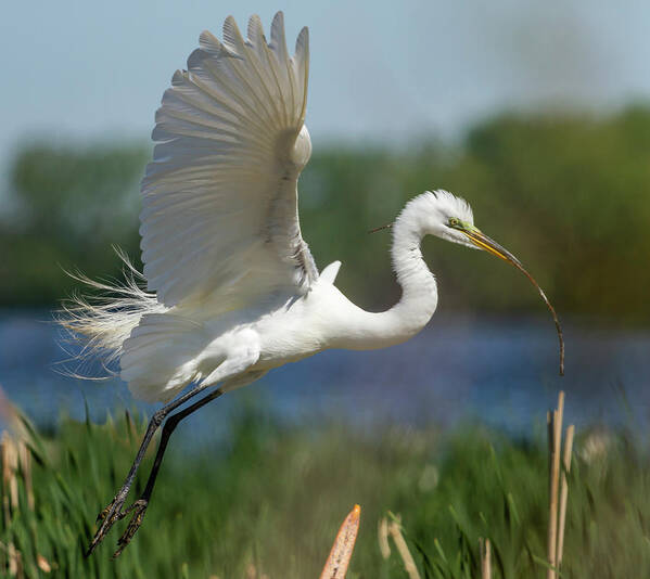 Great Egret Poster featuring the photograph Great Egret 2014-1 by Thomas Young