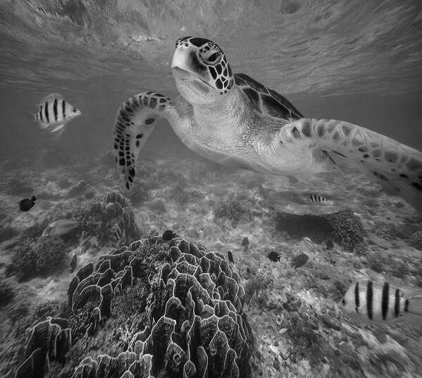 Disk1215 Poster featuring the photograph Green Sea Turtle And Reef Fish by Tim Fitzharris