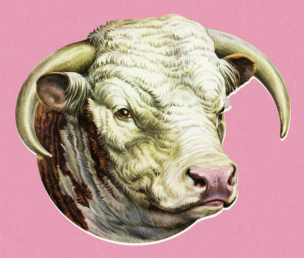 Agriculture Poster featuring the drawing Head of a Steer by CSA Images