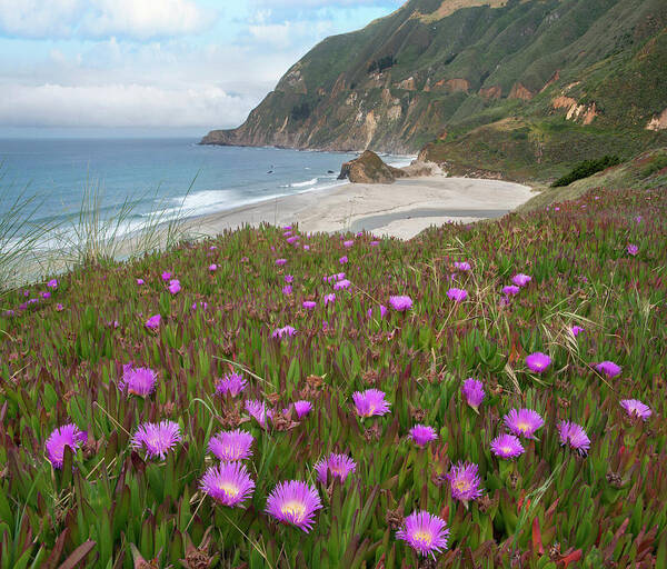 00571618 Poster featuring the photograph Ice Plant Flowers Along Coast, Russian River, California by Tim Fitzharris