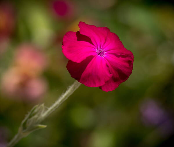 Flower Poster featuring the photograph Loud and Proud by Derek Dean