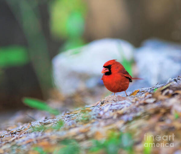 Merry Christmas Poster featuring the photograph Merry Christmas, Red Cardinal by Felix Lai