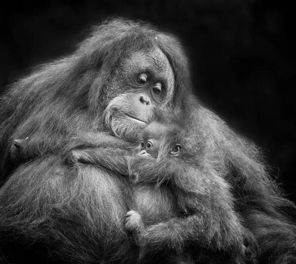 Animal Poster featuring the photograph Mother's Love by Angela Muliani Hartojo