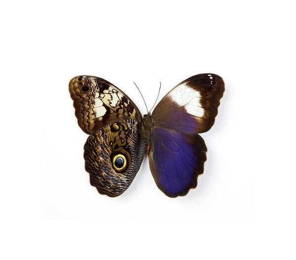 White Background Poster featuring the photograph Owl Butterfly by Darrell Gulin
