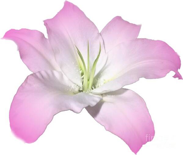 Pink Poster featuring the photograph Pink Lily Flower Photograph Best for Shirts by Delynn Addams