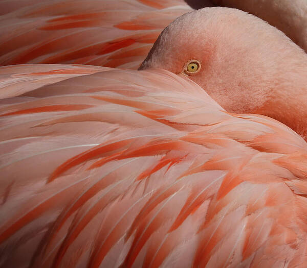 Animal Poster featuring the photograph Portrait Of A Pink Flamingo by Robin Wechsler