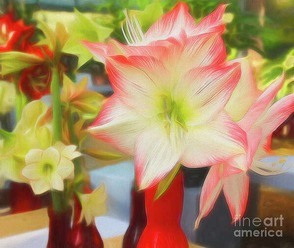 Lily Poster featuring the photograph Red and White Amaryllis by Sue Melvin