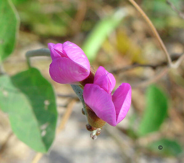 Sweet Pea Poster featuring the photograph Sweet Pea by Audrey