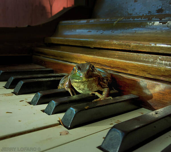 Frog Poster featuring the photograph The F Key by Jerry LoFaro