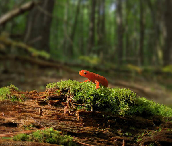 Red Eft Poster featuring the photograph The Moss Boss by Jerry LoFaro