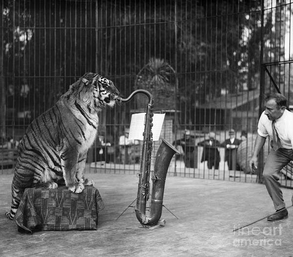 People Poster featuring the photograph Tiger In Cage Playing Saxophone by Bettmann