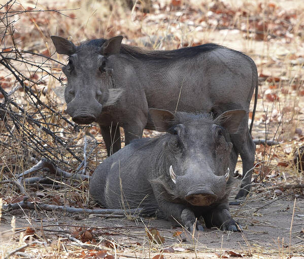 Warthog Poster featuring the photograph Wart Hog Pair by Ben Foster