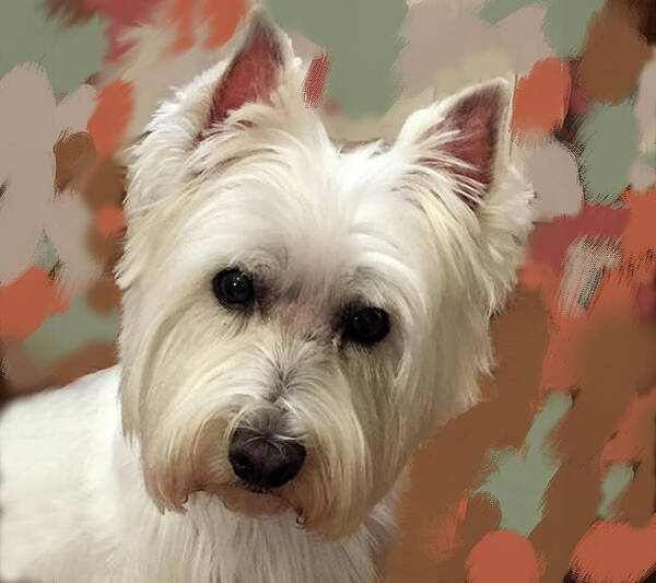 Westie Poster featuring the photograph West Highland Terrier by Portraits By NC
