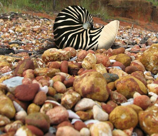Animal Print Poster featuring the mixed media Zebra Nautilus Shell on Bauxite Beach by Joan Stratton