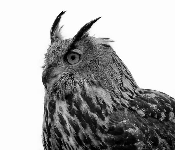  Poster featuring the pyrography Eagle Owl Black And White #1 by Marjolein Van Middelkoop