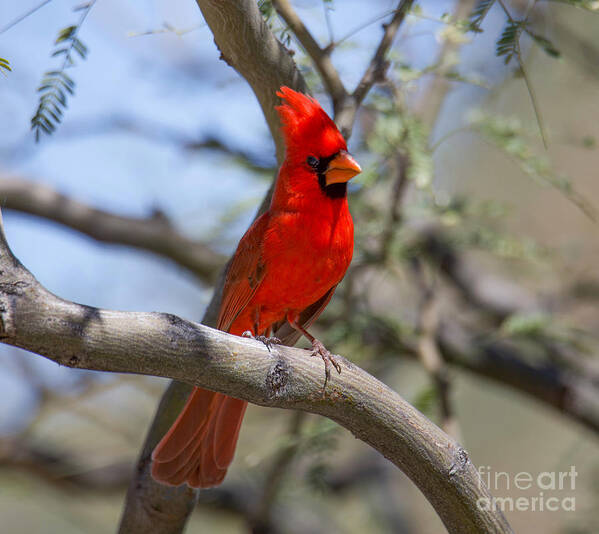Male Cardinal Poster featuring the digital art Male Cardinal #1 by Tammy Keyes