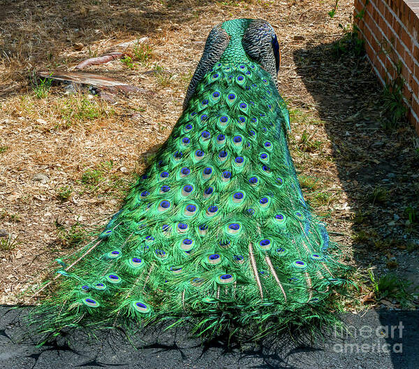 Peacock Poster featuring the photograph Peacock, 4 #1 by Glenn Franco Simmons