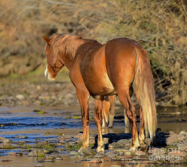 Salt River Wild Horse Poster featuring the digital art Salt River Wild Horse #26 by Tammy Keyes