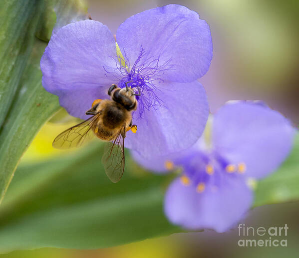 Bee Poster featuring the photograph A Bee Visits a Purple Spiderwort by L Bosco
