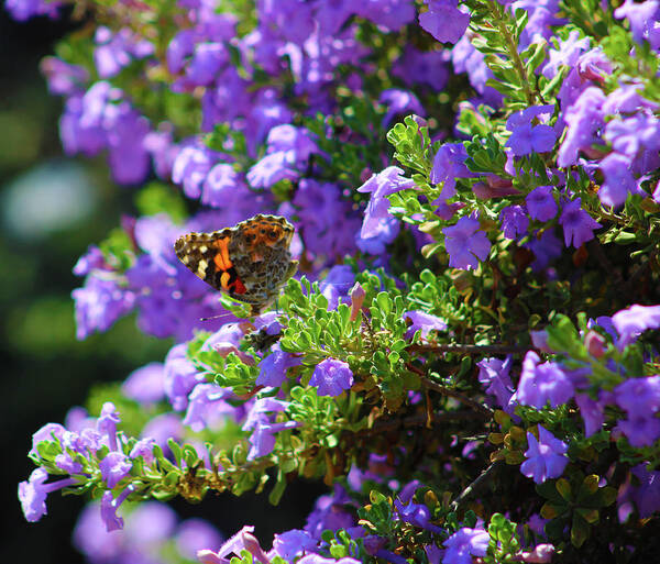 Butterfly Poster featuring the photograph A Sea of Purple by Marcus Jones