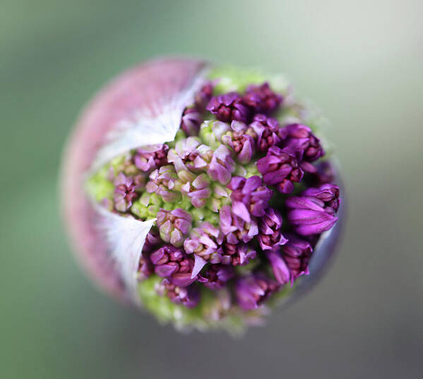 Beautiful Poster featuring the photograph Allium New Beginnings by Tammy Pool