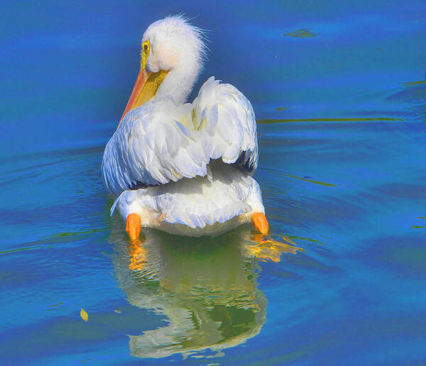 Pelican Poster featuring the photograph American White Pelican by Alison Belsan Horton