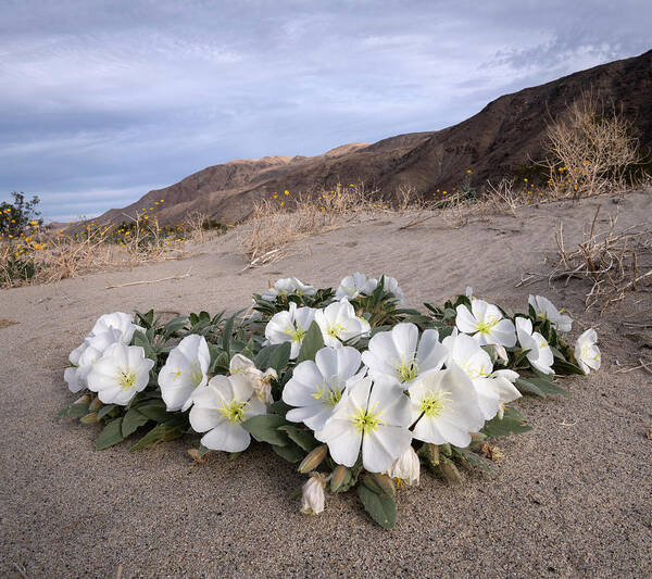 San Diego Poster featuring the photograph Anza Borrego Desert Primroses by William Dunigan