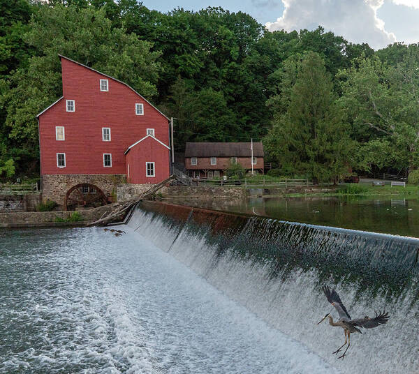 Clinton Red Mill Poster featuring the photograph Blue Heron at Clinton Red Mill by GeeLeesa