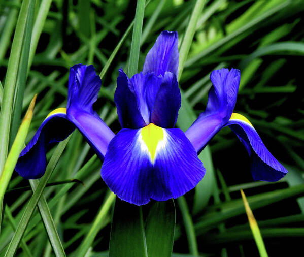 Flowers Poster featuring the photograph Blue Iris by Linda Stern