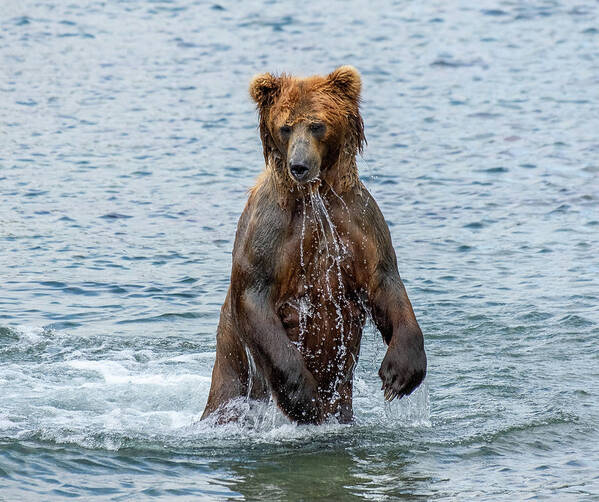 Bear Poster featuring the photograph Brown bear standing in water by Mikhail Kokhanchikov