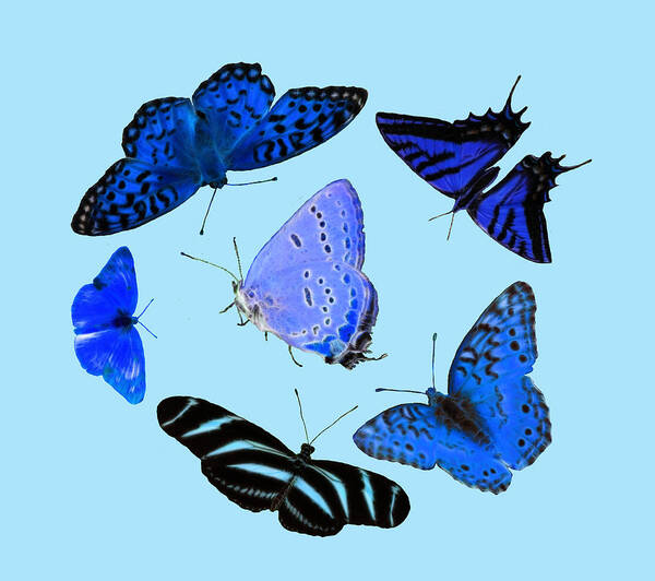 Blue Poster featuring the photograph Circle Of Blue Butterflies - Fractalius by Shane Bechler