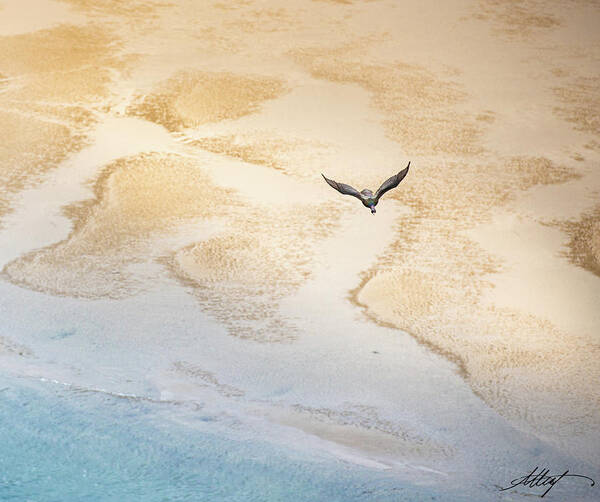 Image Poster featuring the photograph Cormorant Over Sand and Sea by Meg Leaf