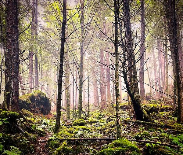 Fog Poster featuring the photograph Foggy woods by Bradley Morris