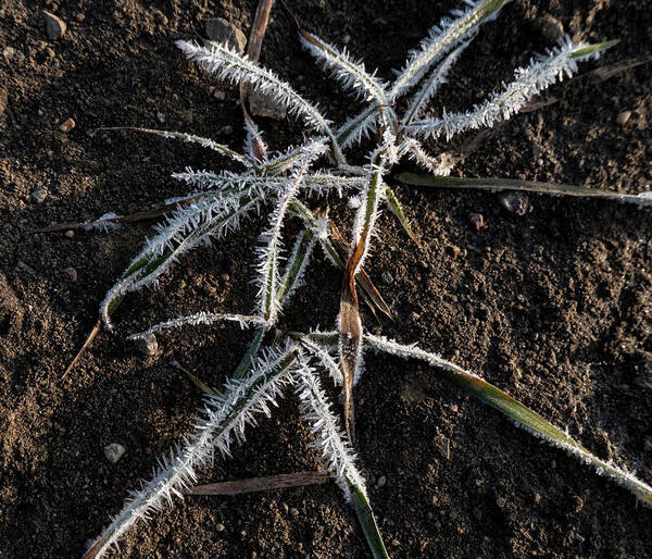 Frost Poster featuring the photograph Frost On Crabgrass by Karen Rispin