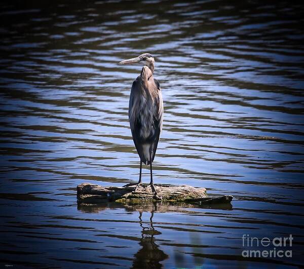 Heron Poster featuring the photograph Great Blue Heron by Veronica Batterson