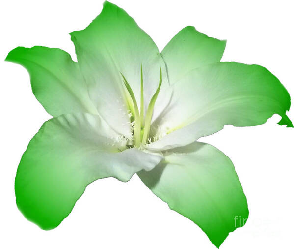 Green Poster featuring the photograph Green Lily Flower by Delynn Addams