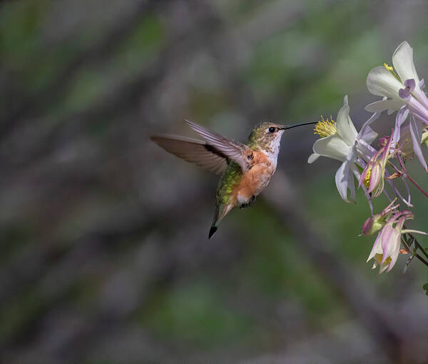  Poster featuring the photograph Hummingbird with Columbines by Laura Terriere
