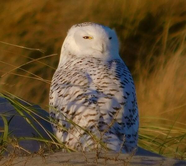 - I Still See You - Snowy Owl Poster featuring the photograph - I still see you - Snowy Owl by THERESA Nye