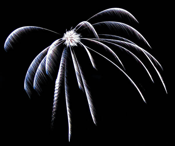 Flower Poster featuring the photograph If flowers were fireworks by Christina McGoran