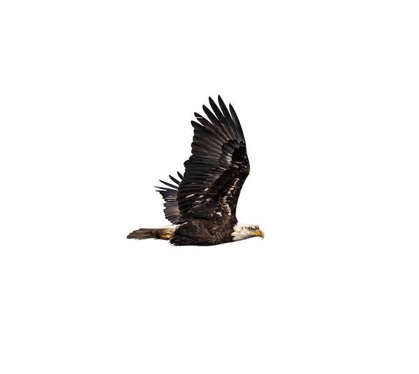 American Bald Eagle Poster featuring the photograph Isolated Bald Eagle 2019-3A by Thomas Young