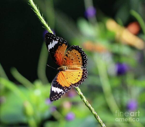 Butterfly Poster featuring the photograph Leopard Lacewing Butterfly by Sandra Huston